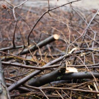 When to Rent a Dumpster for Winter Storm Debris Cleanup